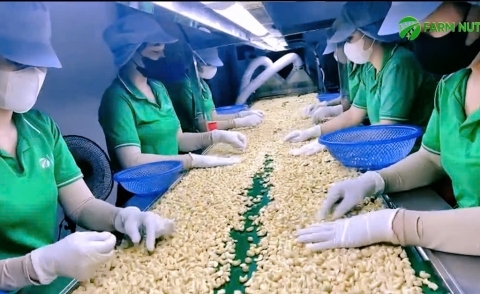 Cashew Nut Production Process at Farm Nuts International Joint Stock Company