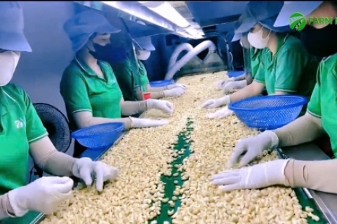 Cashew Nut Production Process at Farm Nuts International Joint Stock Company